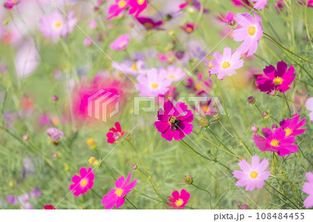 ピンク色のコスモス畑とクマバチ ピンク色のコスモス畑とクマバチ 108484455