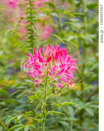 Group of purple and red Cleome hassleriana flowers or Spinnenblume or Cleome spinosa is on a green blurred background 108484567