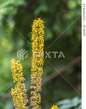 Yellow inflorescences of Ligularia przewalskii in garden Yellow inflorescences of Ligularia przewalskii in garden 108484618