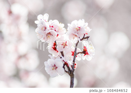 白い梅の花のクローズアップ 白い梅の花のクローズアップ 108484652