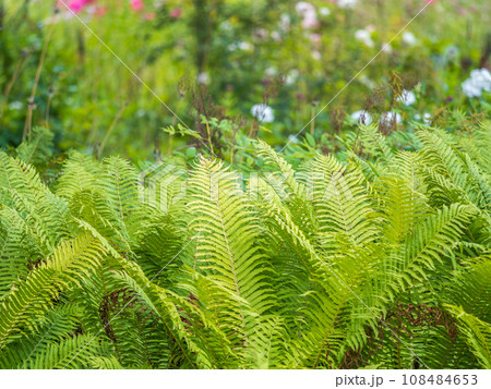 Greem fern Pteridium aquilinum or bracken, brake or common bracken, also known as eagle fern, and Eastern brakenfern 108484653