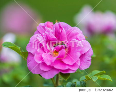 Rosehip flowers with a honey bee, close up. Rosehips pink flowers on green background in sunset light 108484662