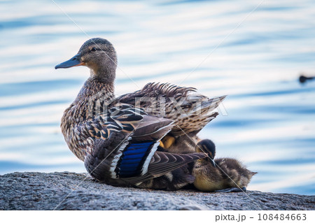 Adult duck with many ducklings sits on green shore of pond 108484663