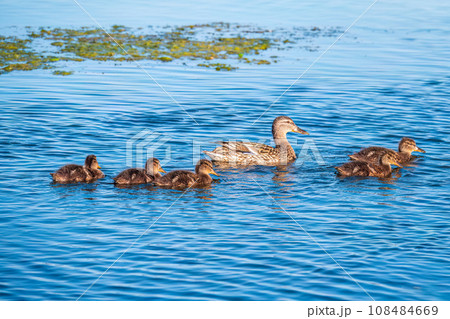 A family of ducks, a duck and its little ducklings are swimming in the water. The duck takes care of its newborn ducklings. Mallard, lat. Anas platyrhynchos 108484669