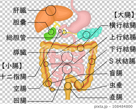 内臓　消化器官　イラスト　日本語 108484800
