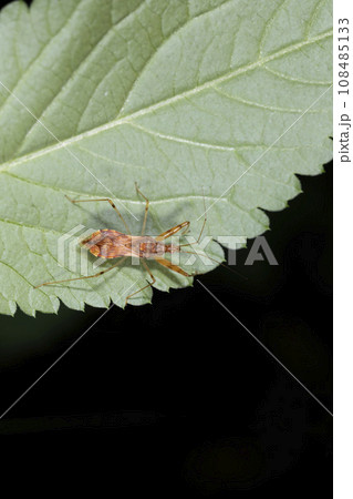 アカマキバサシガメ 108485133