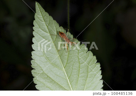 アカマキバサシガメ 108485136