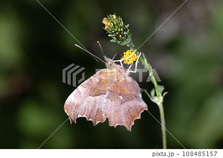 キタテハ 108485157