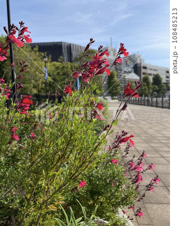 サルビア・ミクロフィラ（チェリーセージ） 108485213