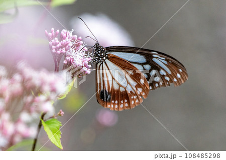 アサギマダラ 108485298