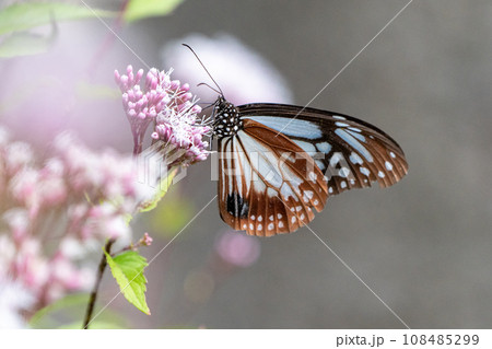 アサギマダラ 108485299