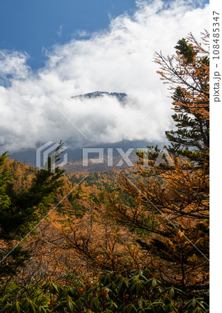 富士山・奥庭から黄金色の紅葉（山梨県） 108485347