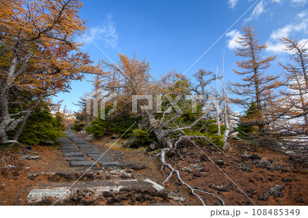 富士山・奥庭の紅葉(山梨県) 富士山・奥庭の紅葉(山梨県) 108485349