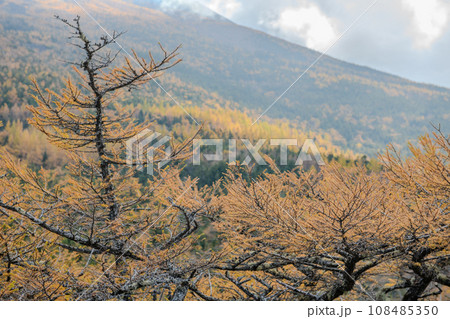 富士山・奥庭から黄金色の紅葉(山梨県) 富士山・奥庭から黄金色の紅葉(山梨県) 108485350