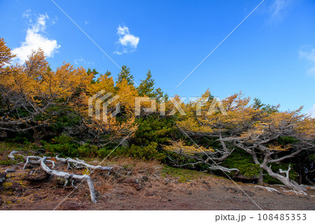 富士山・奥庭の紅葉（山梨県） 108485353