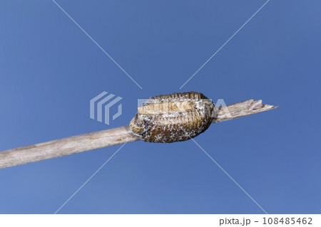 ハラビロカマキリの卵嚢 108485462