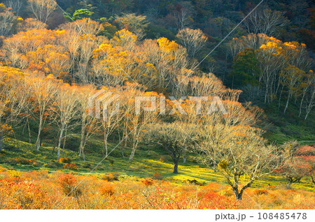 紅葉の新坂平 赤城山 紅葉の新坂平 赤城山 108485478