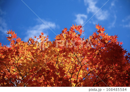 真っ赤に色づいた紅葉 108485584
