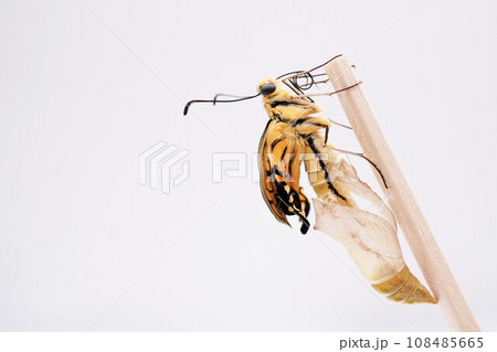 白バックに空の蛹から出てくる途中の羽化したての羽のしわしわな一匹のキアゲハチョウ 108485665