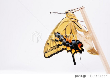 白背景に空の蛹の横で木の棒に捉まってうっすら皺の残る羽を乾かす一匹のキアゲハ蝶のアップ 108485667
