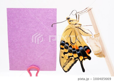 白背景に空の蛹の横で木の棒に捉まるキアゲハ蝶とかわいいコメントスペースのモックアップ 108485669