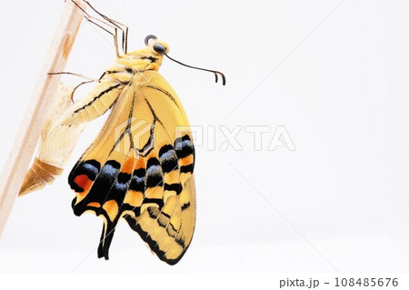 ホワイトバックに空の蛹から出て木の棒に捉まって羽を伸ばす一匹の美しいキアゲハ蝶の頭部のクローズアップ 108485676