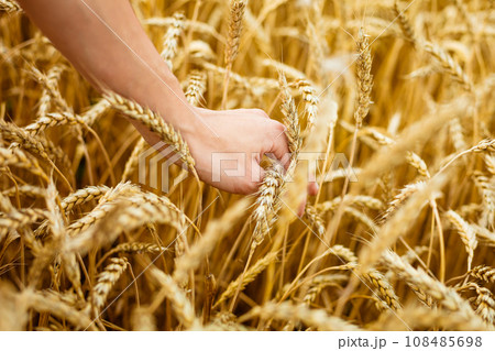 Woman hand touching wheat ears on field. Hands 108485698