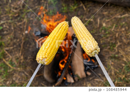 young corn is fried on a skewer on a fire, barbecue vegetables young corn is fried on a skewer on a fire, barbecue vegetables 108485944