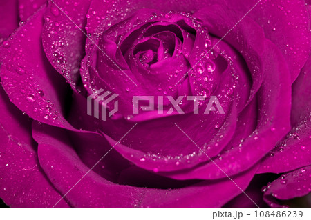 Purple rose in water drops Purple rose in water drops 108486239