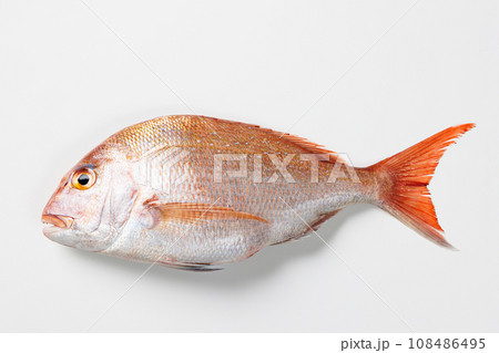 海の魚、新鮮で大きい天然の真鯛 海の魚、新鮮で大きい天然の真鯛 108486495