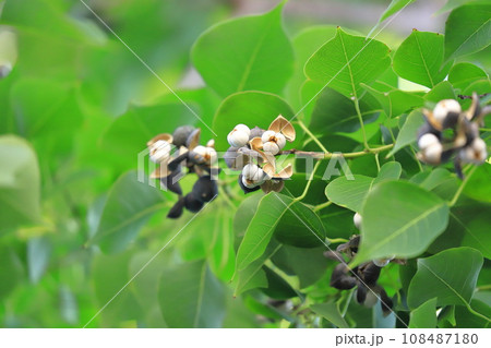 南京黄櫨（ナンキンハゼ）の熟して割れた実と種 108487180