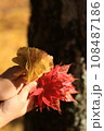 銀杏と紅葉の葉を持つ手 108487186