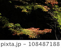 グラデーション紅葉　黒バック 108487188