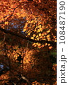 逆光に輝く紅葉 108487190
