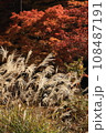 ススキ　紅葉バック 108487191