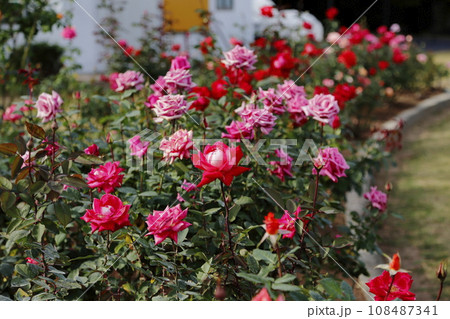 荒尾市 おもやい市民花壇 バラの花、 荒尾市 おもやい市民花壇 バラの花、 108487341