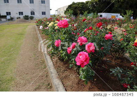 荒尾市　おもやい市民花壇　バラの花、 108487345