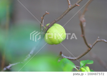 大きく育った木瓜（ボケ）の実 108487372