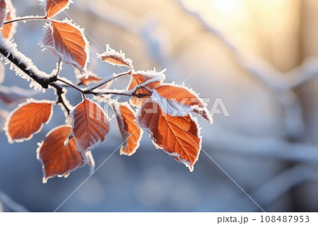 Frosty autumn leaves on branch Frosty autumn leaves on branch 108487953