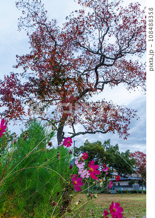 秋深まる奈良市街の公園　コスモスとナンキンハゼの紅葉 108488358