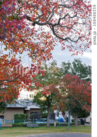 秋深まる奈良市街の公園　紅葉に縁どられたナンキンハゼの紅葉 108488359