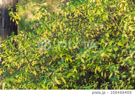 Close up of green leaves in the forest. Natural background and texture. Ledum bush. 108488409