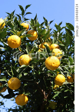 ゆずの里毛呂山町の里山を彩る特産品の柚子と青空の風景 108488414