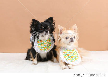 2頭のチワワがお揃いのスタイを身につけている様子 108488595
