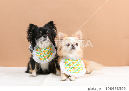 2頭のチワワがお揃いのスタイを身につけている様子 108488596