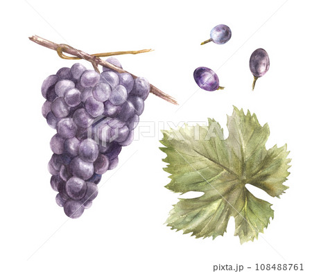 Watercolor bunch of grapes, grape leaves and grape berry set. Grapevine hand painted illustration. Design of menu, card, wine list, stickers, restaurant, bar printing. Isolated on white background. Watercolor bunch of grapes, grape leaves and grape berry set. Grapevine hand painted illustration. Design of menu, card, wine list, stickers, restaurant, bar printing. Isolated on white background. 108488761