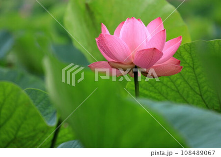 葉に囲まれた蓮の花 108489067