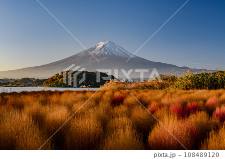 富士山の紅葉とコキアと朝日・河口湖大石公園(山梨県) 富士山の紅葉とコキアと朝日・河口湖大石公園(山梨県) 108489120