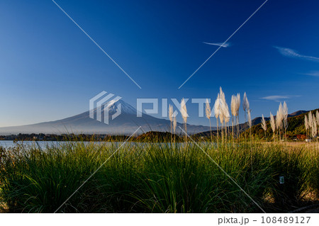 秋の富士山とパンパスグラスと河口湖の紅葉（山梨県） 108489127