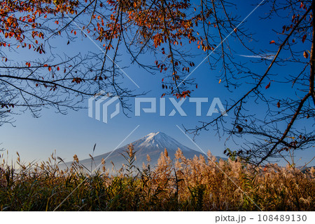 ススキ越しの秋の富士山と河口湖の紅葉（山梨県） 108489130
